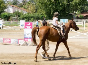 Bursa Haflinger Çiftliği